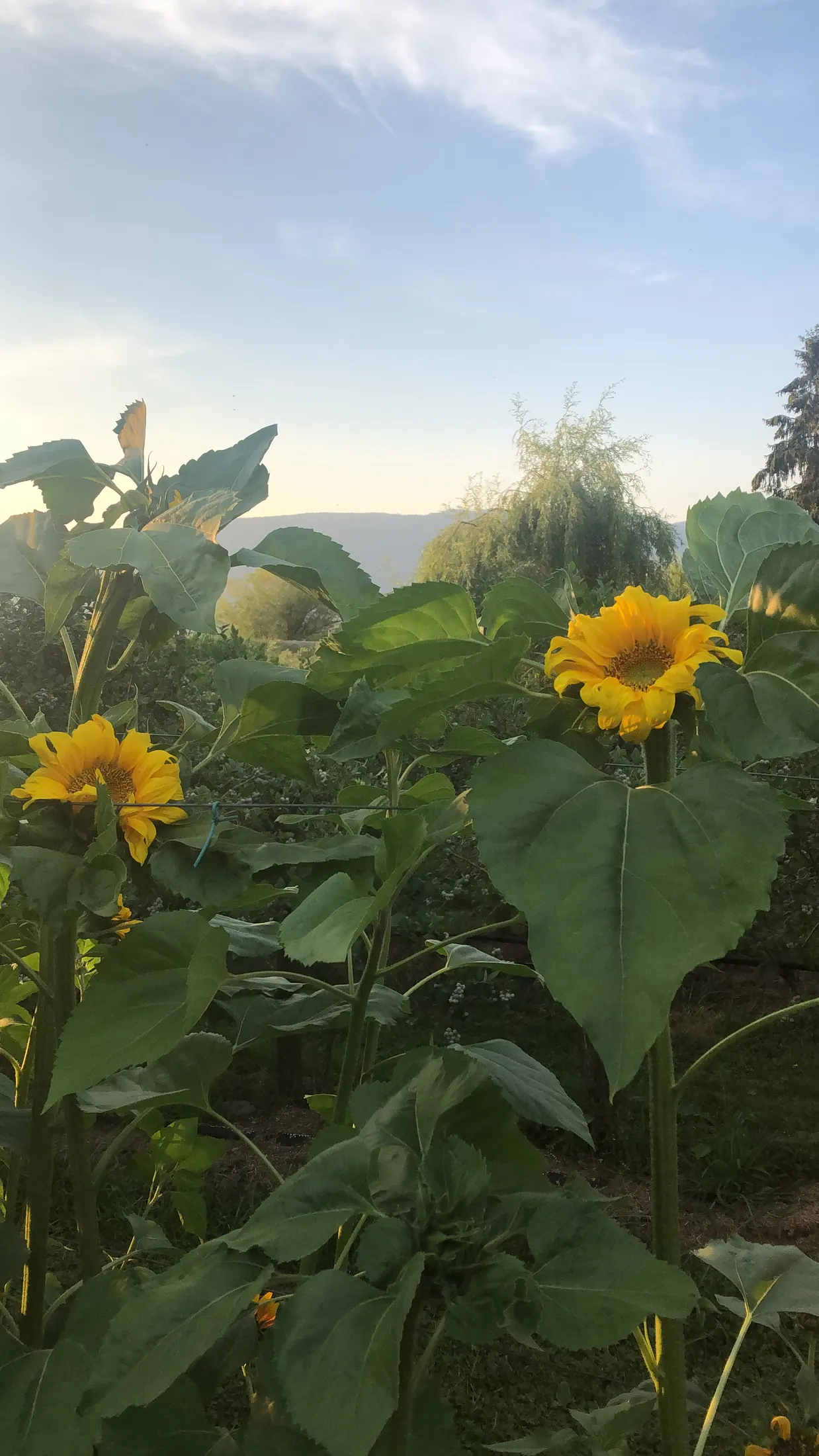 Palm Meadows Farm gallery image 7