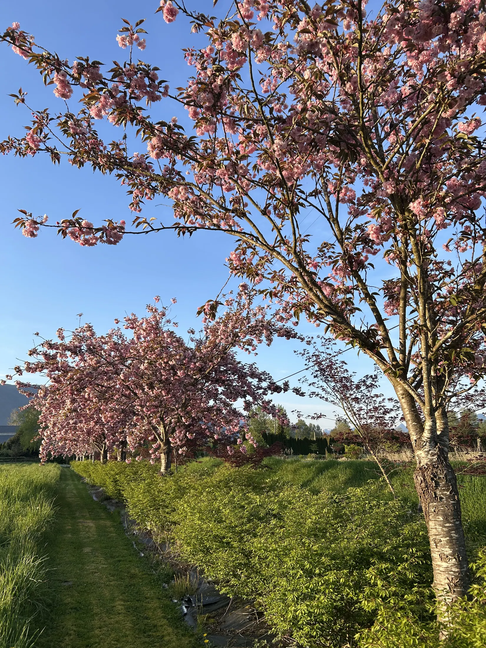 Palm Meadows Farm gallery image 3
